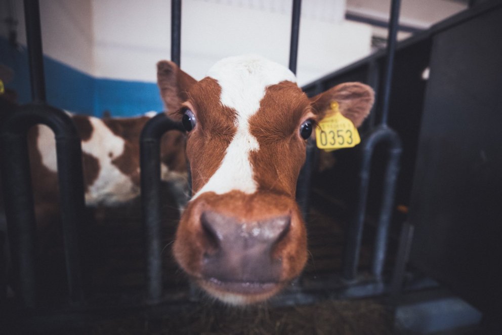 Eimur sækir 15 milljónir í Loftslagssjóð til lífgasvinnslu í Líforkugörðum