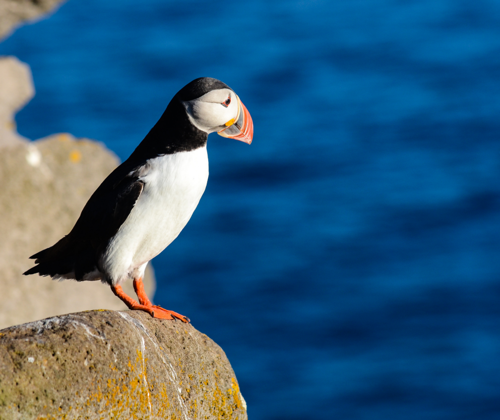 Framkvæmdaáætlun um stefnu Íslands í málefnum norðurslóða