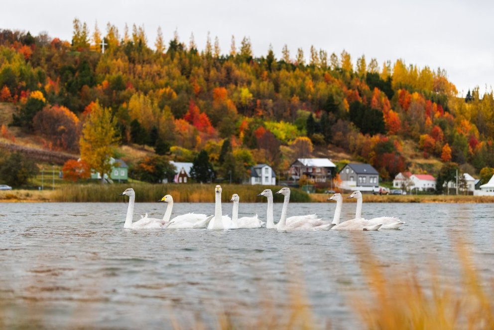 Pistill framkvæmdastjóra - september
