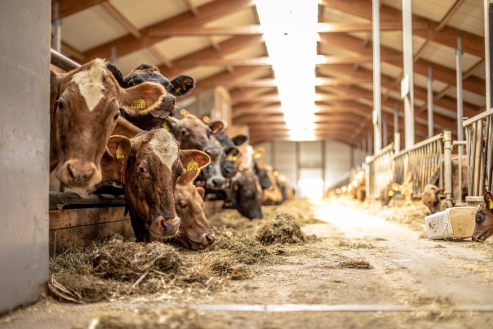 Opið fyrir umsóknir um nýliðunarstuðning í landbúnaði 2025