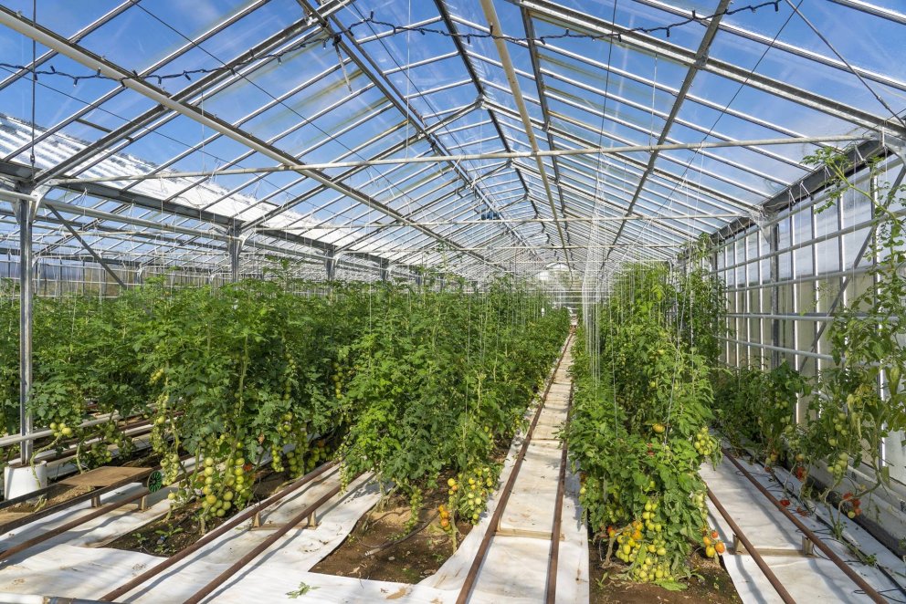 Opnað fyrir styrki til garðyrkjubænda