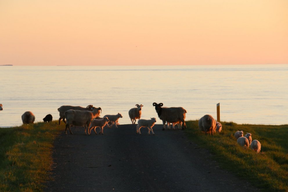 Markaðssjóður sauðfjárafurða - umsóknarfrestur til 6. júní