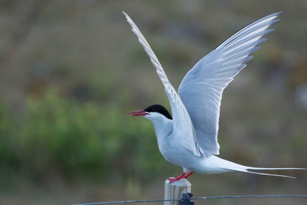 Fundur Samráðsvettvangs Norðurlands eystra