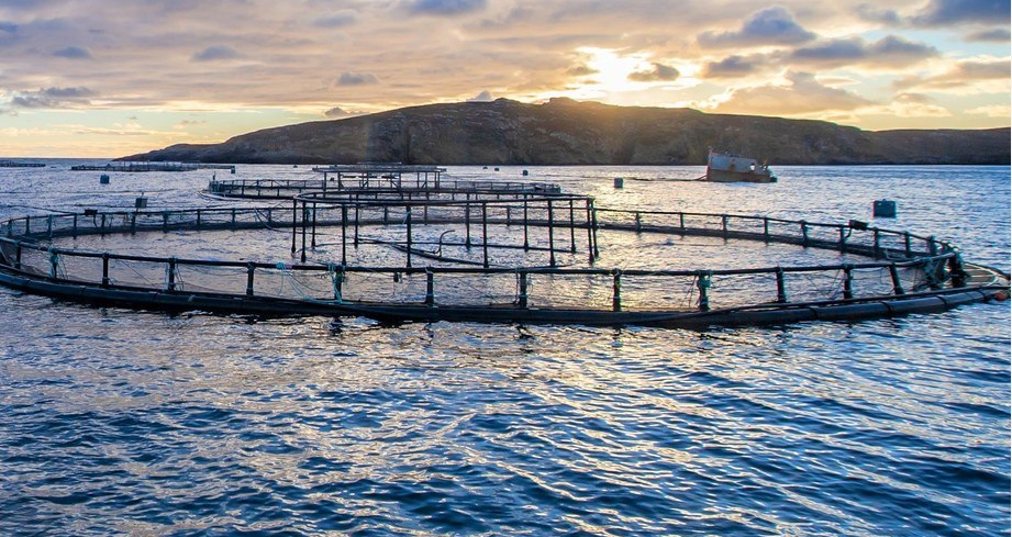 Fyrsta stjórn Fiskeldissjóðs skipuð - 113 milljónir króna til úthlutunar