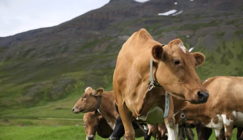 mynd: stjórnarráðið/golli